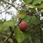 Commiphora mollis Fruto