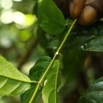 Baissea multiflora Leaf
