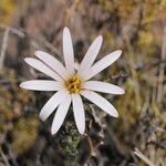 Mutisia hamata Flower