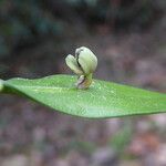 Ruscus aculeatus 花