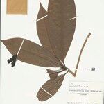 Neea verticillata Foglia