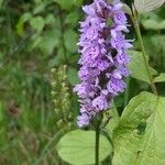 Dactylorhiza fuchsiiBlüte