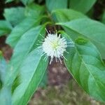 Cephalanthus occidentalis Кветка