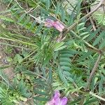 Vicia pannonica 花