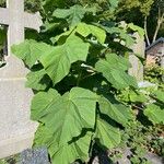 Paulownia tomentosaBlad