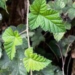 Rubus moluccanus Лист