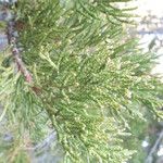 Juniperus occidentalis Leaf