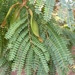 Peltophorum africanum Leaf
