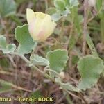 Malvella leprosa Other