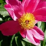 Paeonia mascula Квітка