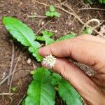 Chaptalia nutans Flower