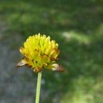 Trifolium aureum Květ