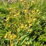 Senecio cacaliaster फूल