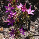 Calytrix glutinosa Pokrój