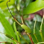 Rhododendron ponticum Fruit