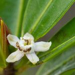 Erythroxylum couveleense Blüte