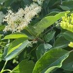 Cornus drummondii Foglia