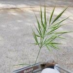 Bromus racemosus Плод