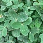 Trifolium fragiferum Yaprak