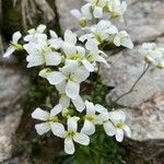 Cardamine plumieri Fula