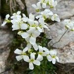 Cardamine plumieri 花