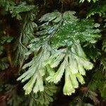 Hymenophyllum tunbrigense Листок