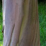 Eucalyptus pulverulenta Bark