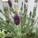 Lavandula stoechasफूल