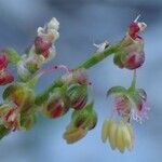 Rumex scutatus ഫലം