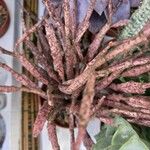 Euphorbia platyclada Hoja