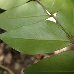 Gilletiodendron kisantuense Leaf