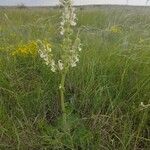 Salvia austriaca Çiçek