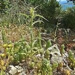 Centaurea solstitialis Mosusu