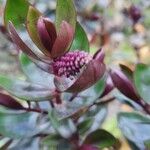 Veronica × andersonii Feuille