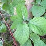 Rubus hypomalacus Liść