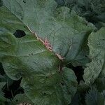 Arctium nemorosum Leaf