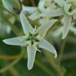 Cynanchum acutum Цветок
