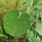 Abutilon mauritianum Φύλλο