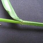 Scleria macrophylla