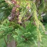 Cryptomeria japonica 葉