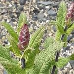 Salvia nemorosa Cvet