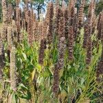 Agastache rugosa Λουλούδι