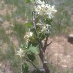 Amelanchier utahensis Leaf