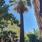 Washingtonia filifera عادت