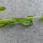 Valerianella eriocarpa Likasa