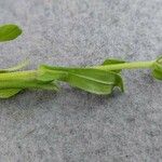 Valeriana eriocarpa Blad