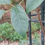 Stauntonia latifolia पत्ता