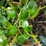 Peperomia pellucida ᱥᱟᱠᱟᱢ