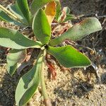 Limonium auriculiursifolium Други