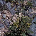 Helianthus occidentalis Habit